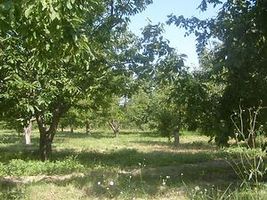 Afyonkarahisar Sultandağı Kırca Köyünde 10086 m2 Bahçe