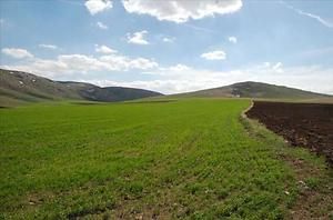 Sivas Kangal Avşar Ören Köyünde 18.034 m2 Tarla