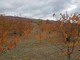 Tokat Merkez Kemalpaşa Köyünde 3563 m2 Kiraz Bahçesi