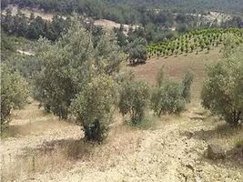 Manisa Turgutlu Temrek Mahallesi'nde 4.126 m2 Zeytinlik