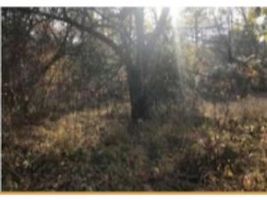 Ankara Nallıhan Çalıcaalan Mahallesinde 1 Dönüm Tarla