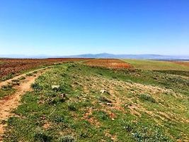 Afyonkarahisar Çobanlar Göynük Köyünde 5480 m2 Tarla