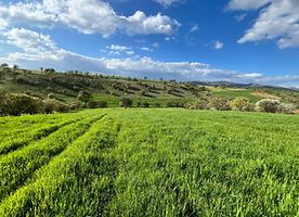 Manisa Salihli Mersinli'de 13.468 m2 Palamutlu Tarla