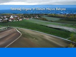 Tekirdağ Ergene Paşaköy'de 31 Dönüm Meyve Bahçesi