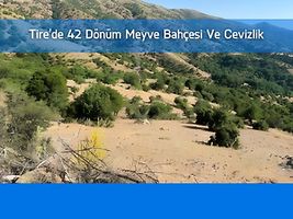 Tire Yamandere'de 42 Dönüm Meyve Bahçesi Ve Cevizlik