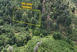 Akçakoca Hemşin'de 3 Dönüm Fındık Bahçesi