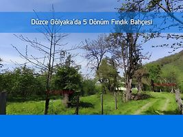 Düzce Gölyaka Saçmalıpınar'da 5 Dönüm Fındık Bahçesi (BS-03345)