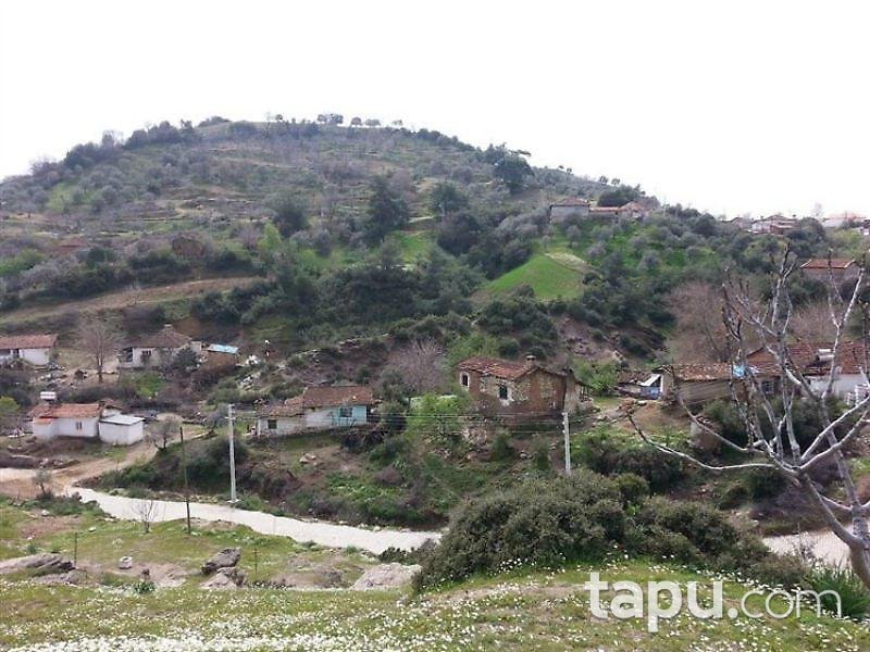 Aydın Germencik'te Satılık Zeytinlik (emsal 0,05)