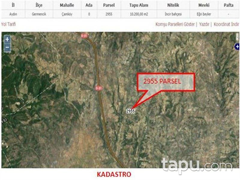 Aydın Germencik'te Otobana Yakın Zeytinlik