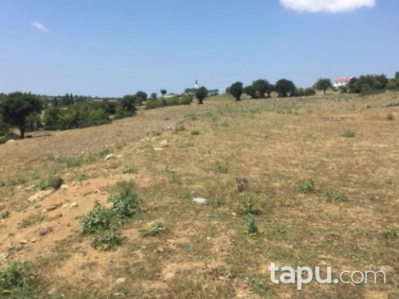 Çanakkale Ezine'de Tarla