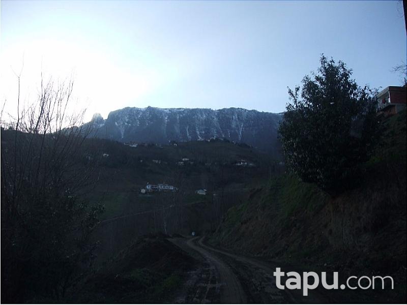 Trabzon Akçaabat'ta 5238m2 Tarla