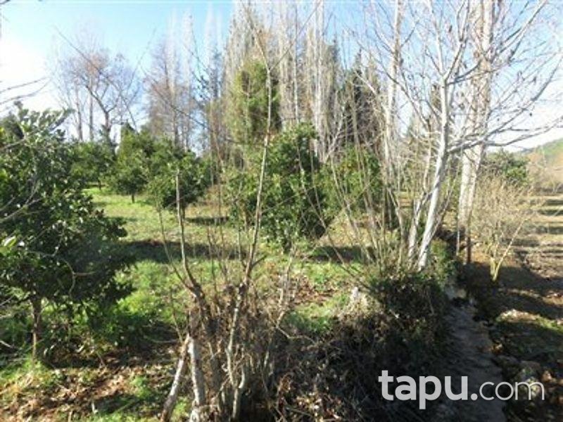 Muğla Köyceğiz'de Tarla