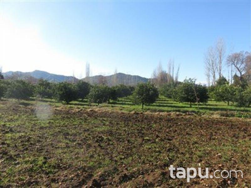 Muğla Köyceğiz'de Tarla