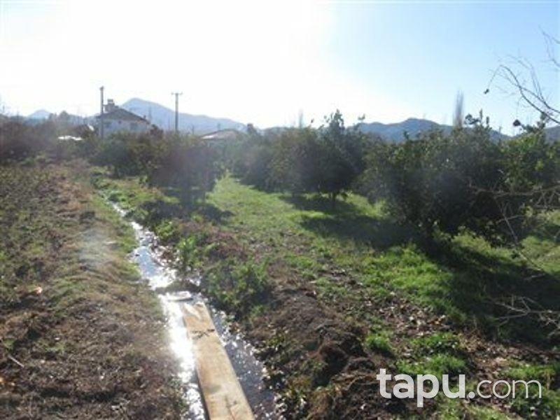 Muğla Köyceğiz'de Tarla