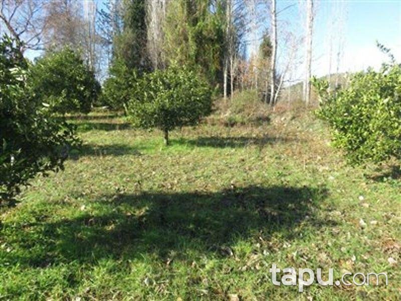 Muğla Köyceğiz'de Tarla