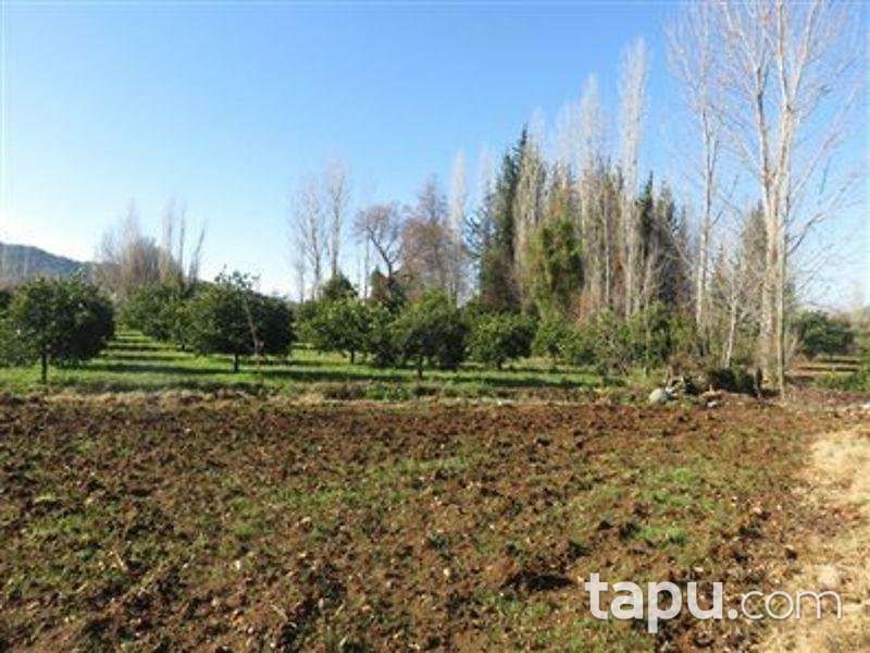 Muğla Köyceğiz'de Tarla