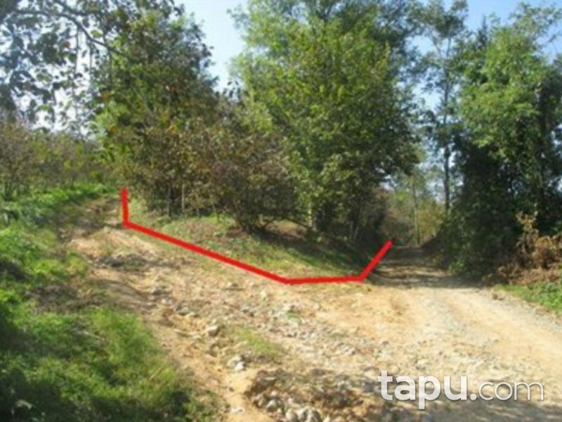 Samsun Terme'de Fındık Bahçesi
