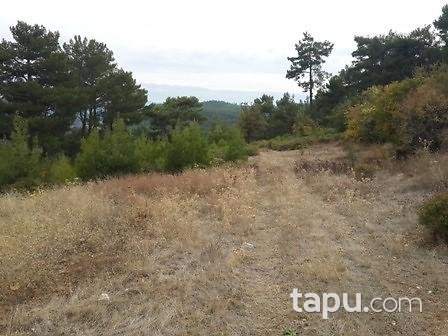 Muğla Menteşe Günlüce'de 5675 m2 Tarla