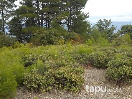 Muğla Menteşe Günlüce'de 5675 m2 Tarla