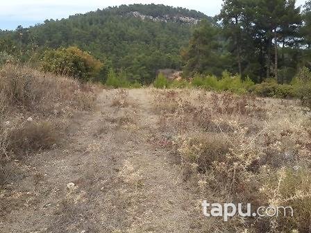 Muğla Menteşe Günlüce'de 5675 m2 Tarla