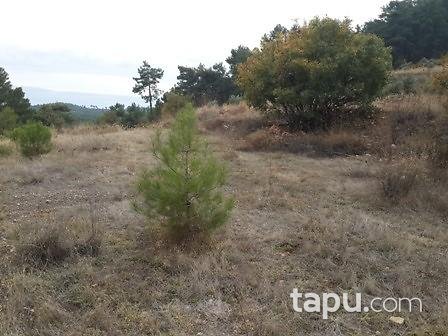 Muğla Menteşe Günlüce'de 5675 m2 Tarla