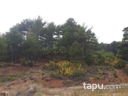 Muğla Menteşe Günlüce'de 5675 m2 Tarla