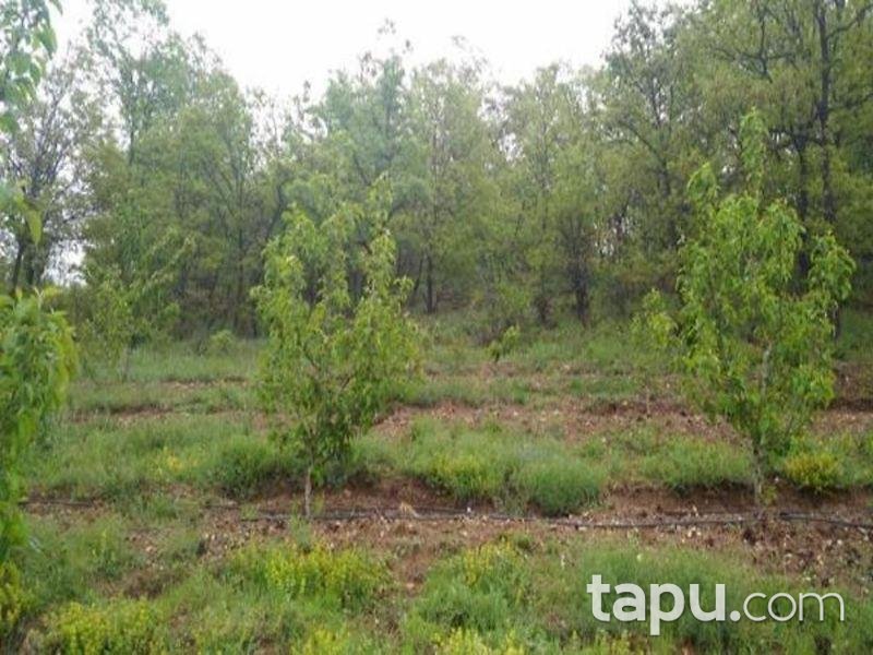 Isparta Aksu Sofular Köyünde 3360 M2 Elma Bahçesi