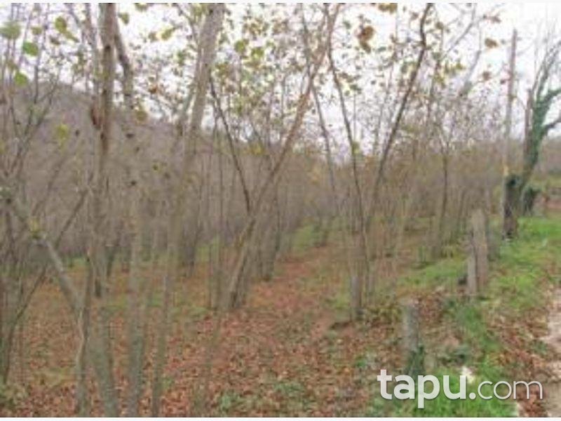 Sakarya Kocaali Gümüşoluk Mahallesi'nde 7733 m2 Fındık Bahçesi