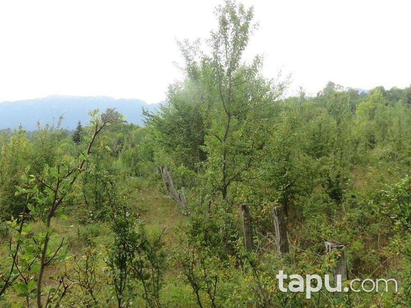 Bartın Merkez Yukarışeyhler Köyünde 4.053 m2 Tarla
