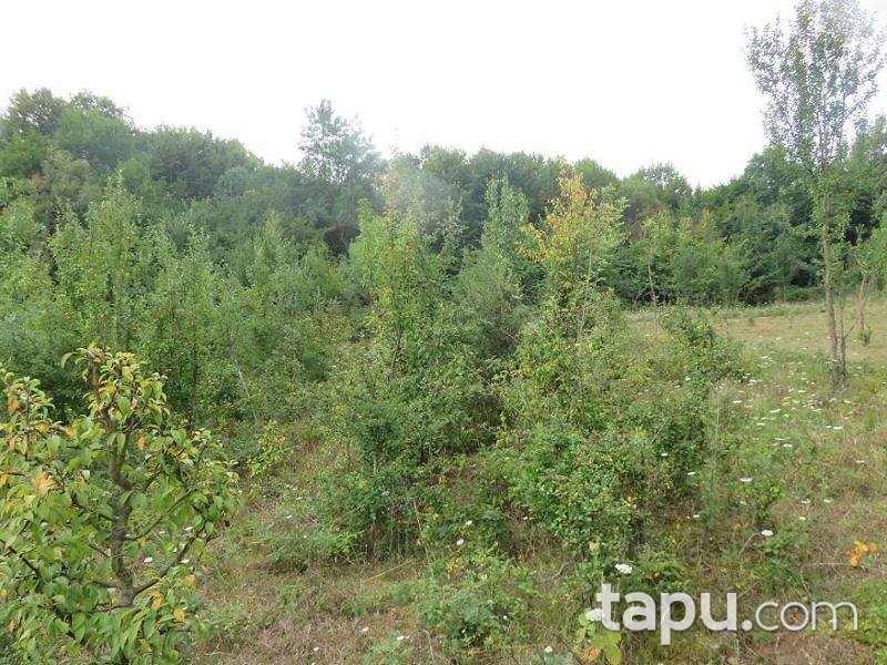 Bartın Merkez Yukarışeyhler Köyünde 4.053 m2 Tarla