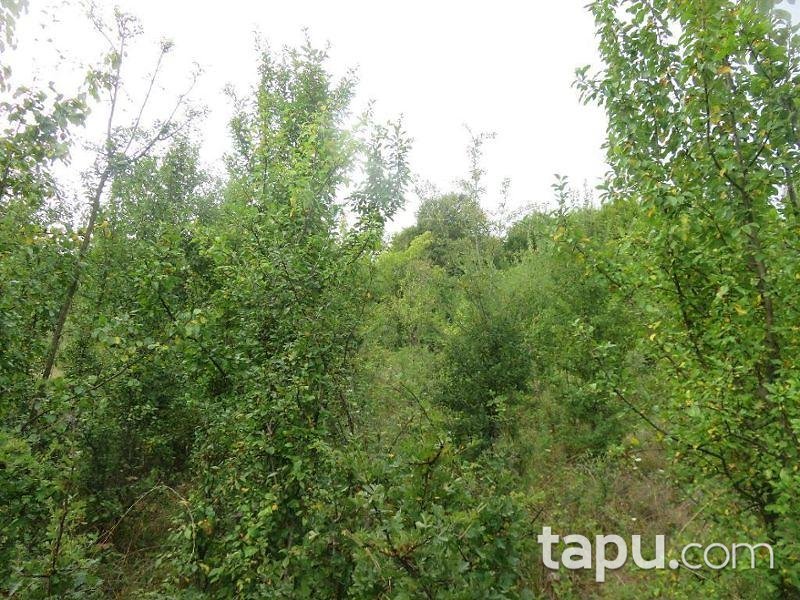 Bartın Merkez Yukarışeyhler Köyünde 4.053 m2 Tarla