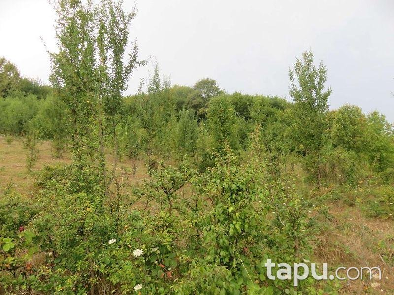 Bartın Merkez Yukarışeyhler Köyünde 4.053 m2 Tarla