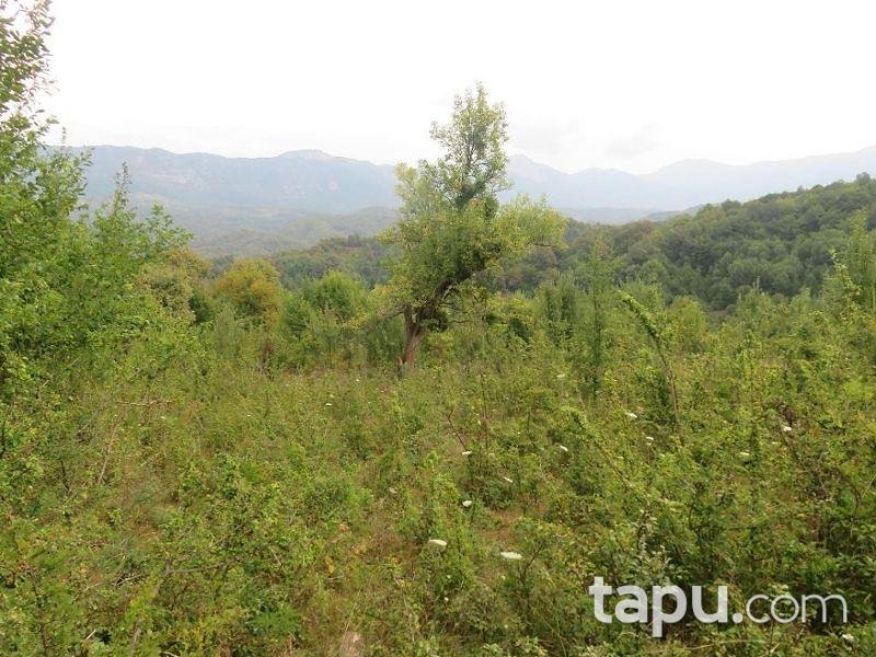 Bartın Merkez Yukarışeyhler Köyünde 4.053 m2 Tarla