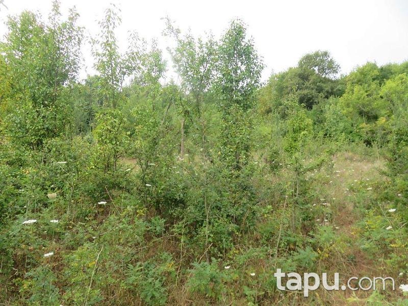 Bartın Merkez Yukarışeyhler Köyünde 4.053 m2 Tarla