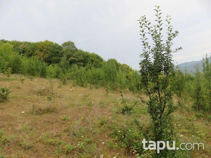 Bartın Merkez Yukarışeyhler Köyünde 4.053 m2 Tarla