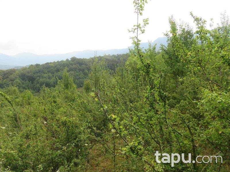 Bartın Merkez Yukarışeyhler Köyünde 4.053 m2 Tarla