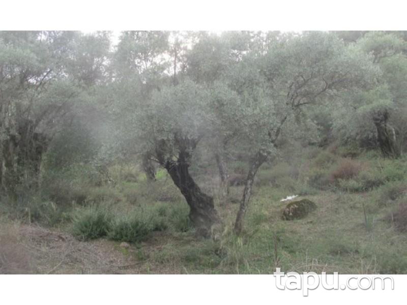 Aydın Sultanhisar Yağdere Mahallesinde 18602 m2 Zeytinlik