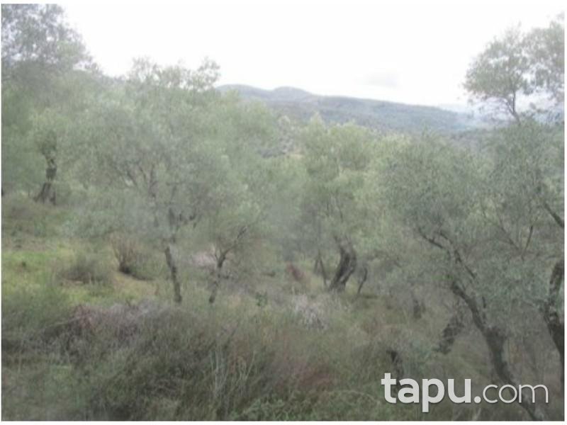 Aydın Sultanhisar Yağdere Mahallesinde 18602 m2 Zeytinlik