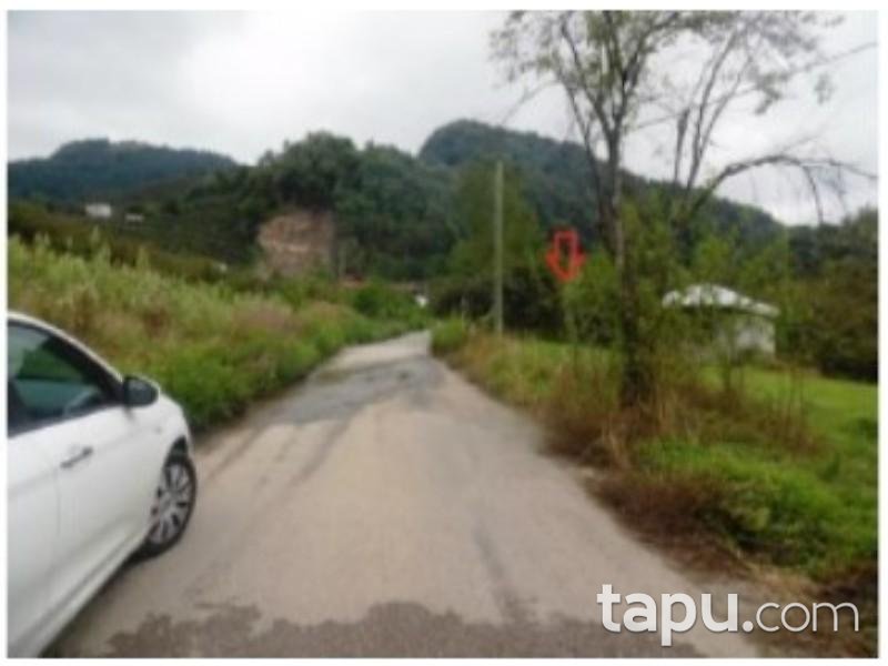 Trabzon Vakfıkebir Sinanlı Mahallesinde Hisseli Fındık Bahçesi