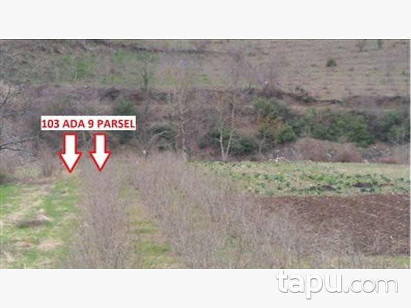 Samsun Çarşamba Konukluk Mahallesinde 1.043 m2 Tarla