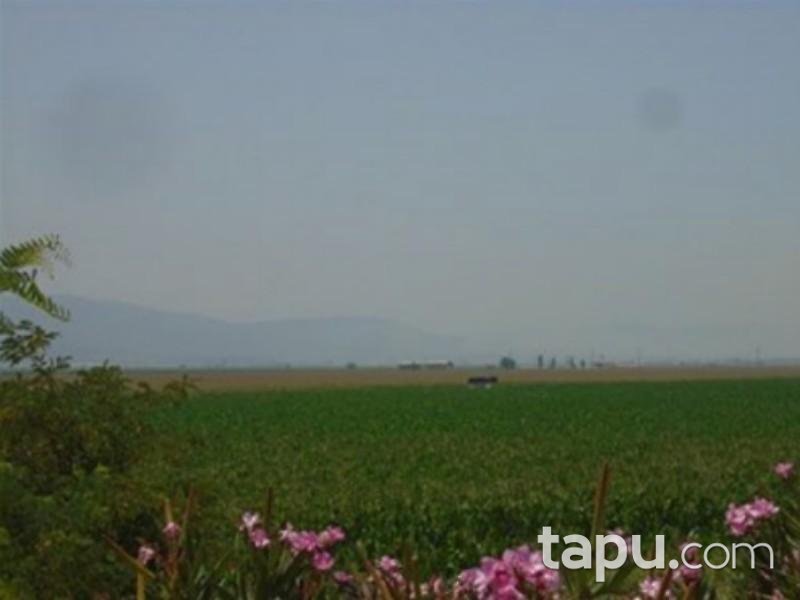 İzmir Torbalı Pancar Mahallesinde Hisseli 18.227 m2 Tarla