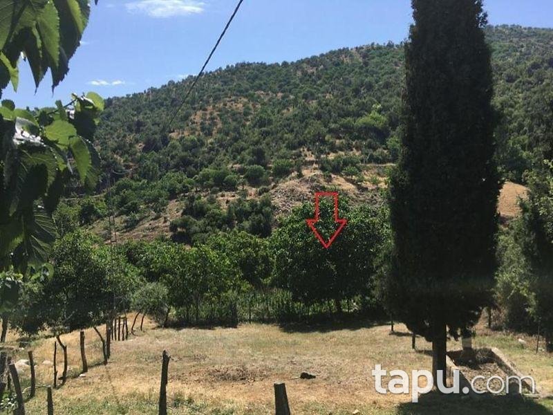 İzmir Tire Yamandere Köyü'nde 2.023 m2 Sebze Bahçesi ve Cevizlik