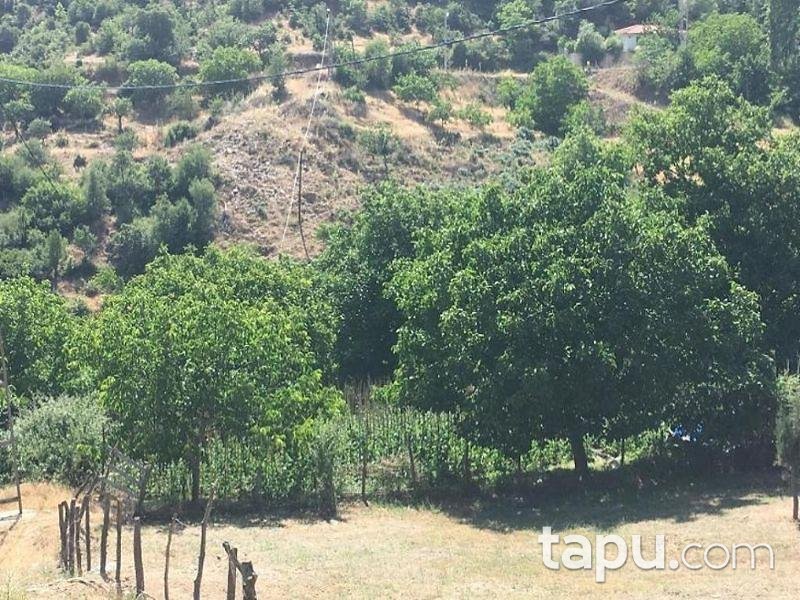 İzmir Tire Yamandere Köyü'nde 2.023 m2 Sebze Bahçesi ve Cevizlik