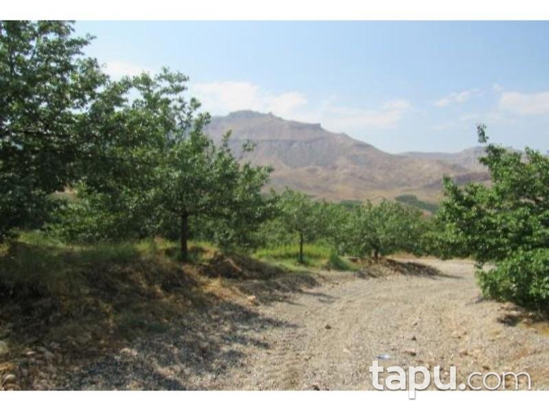 Malatya Akçadağ Taşolar Mahallesinde 13990 m2 Kayısı Bahçesi