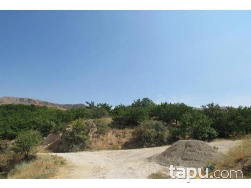 Malatya Akçadağ Taşolar Mahallesinde 13990 m2 Kayısı Bahçesi