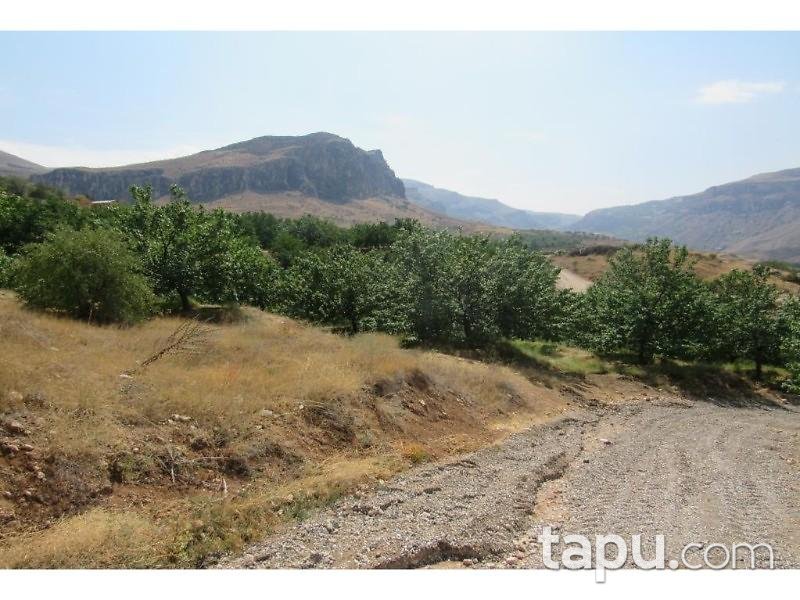Malatya Akçadağ Taşolar Mahallesinde 13990 m2 Kayısı Bahçesi
