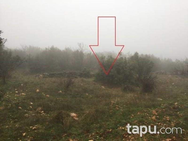 Gaziantep Araban Beybili Mahallesinde 4.500 m2 Fıstıklık