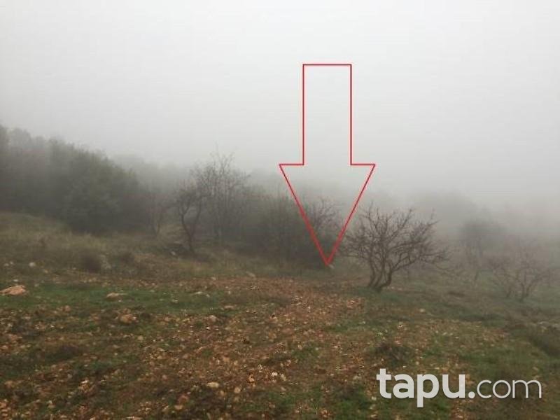 Gaziantep Araban Beybili Mahallesinde 4.500 m2 Fıstıklık