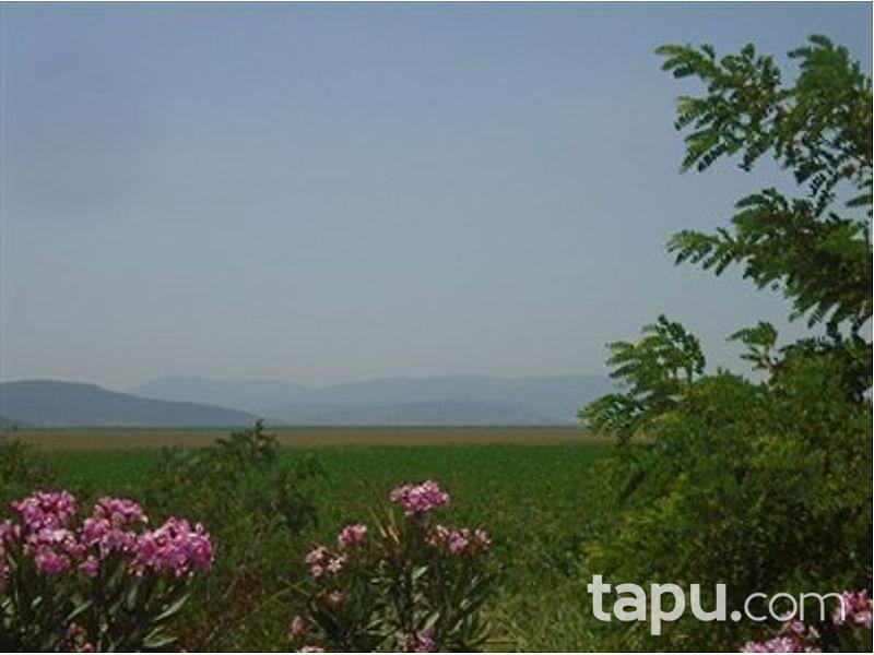 İzmir Torbalı Pancar Mahallesinde Hisseli 18.227 m2 Tarla