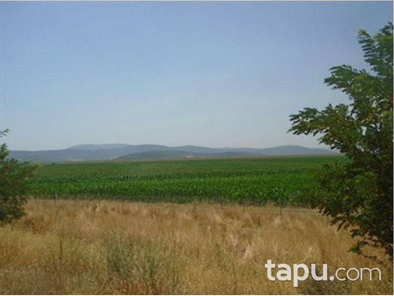 İzmir Torbalı Pancar Mahallesinde Hisseli 18.227 m2 Tarla
